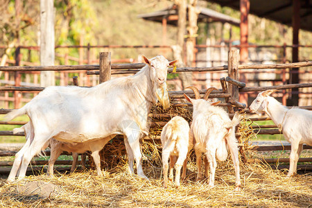 一个奶妈白山羊和白人小孩在泰国北部的一图片