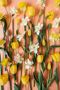 花朵由郁金香自恋Hellebore花卉组成图片