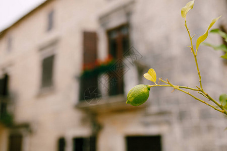 一个孤独的柠檬挂在树枝上以建筑物为背景图片