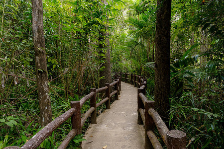 东南亚热带雨林及其路径图片