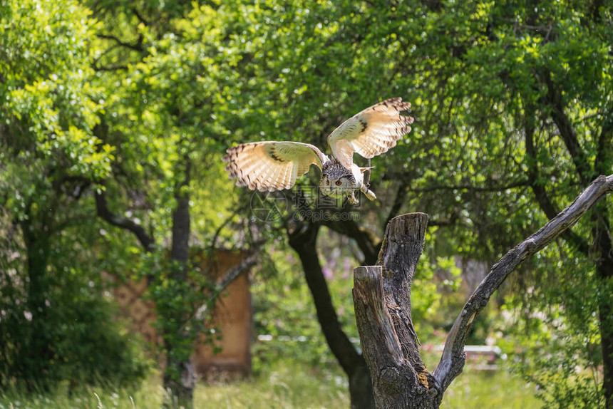 大西伯利亚鹰猫头鹰号从树枝上跳下图片