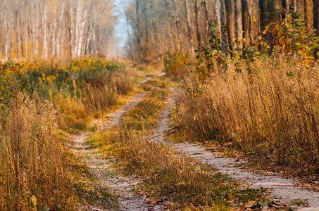 秋天穿过森林的小径秋天的林道美丽的早晨在图片