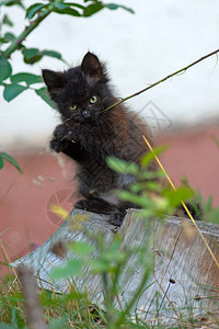 花坛里的灰色毛茸的猫可爱的神奇小猫可爱漂亮图片
