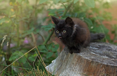 花坛里的灰色毛茸的猫可爱的神奇小猫可爱漂亮图片