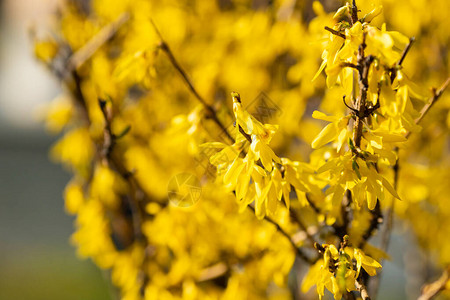 黄色连翘的春天灌木宜人的香气春天淡的心情晴天美丽的春天灌木黄色灌木黄色的花朵连翘花晴天的心情背景图片