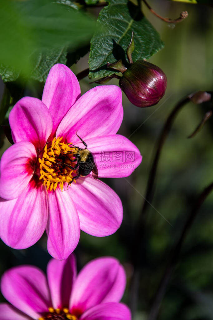 来自非洲雏菊花的蜜蜂饮蜜花图片