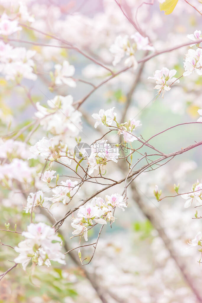 夏季盛开的白色紫荆花或兰花树图片