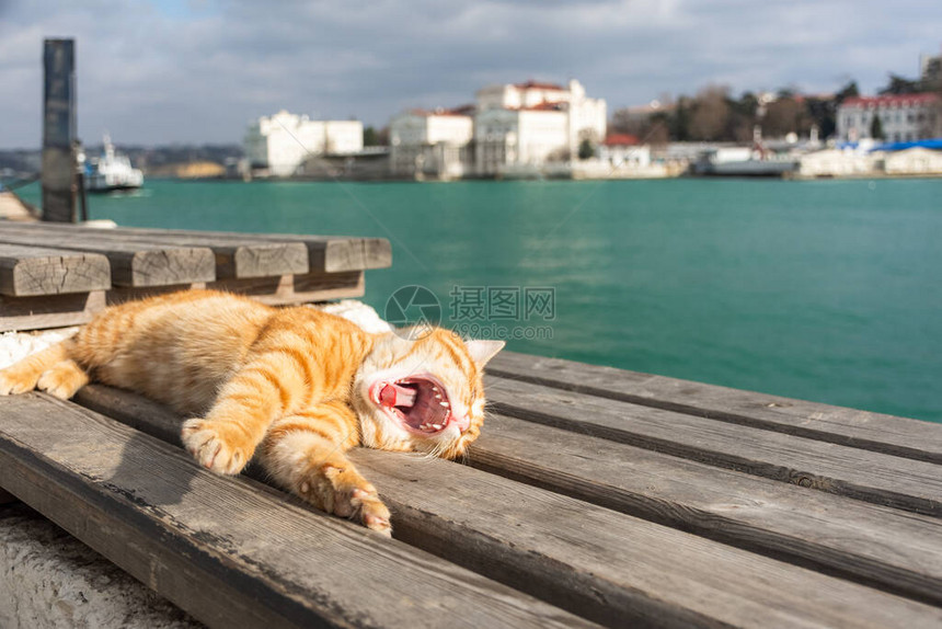 一只红猫睡在靠海的长椅上美丽的橙色虎斑猫闭着眼睛在海边放松图片