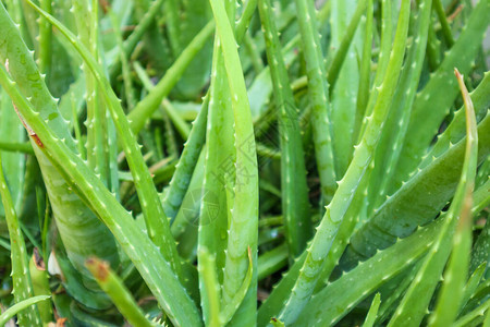 关闭AloeVera植物草药的绿叶图片