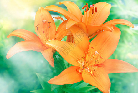 绿色花园种植的Lilly橙色花朵的模糊背景图片