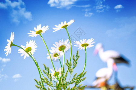 在夏季风景背的白色明花朵野花户外图片
