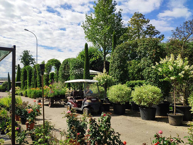 花园中心花园店出售植物树木和花卉各种植物树木和花卉20图片