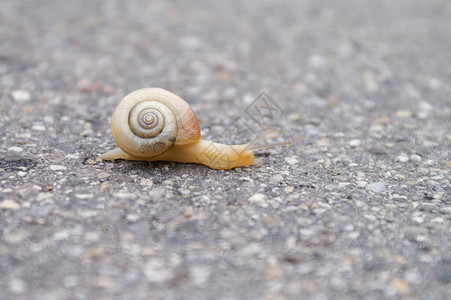 一只红色和黄色的大蜗牛在马路对面的柏油路上爬行图片