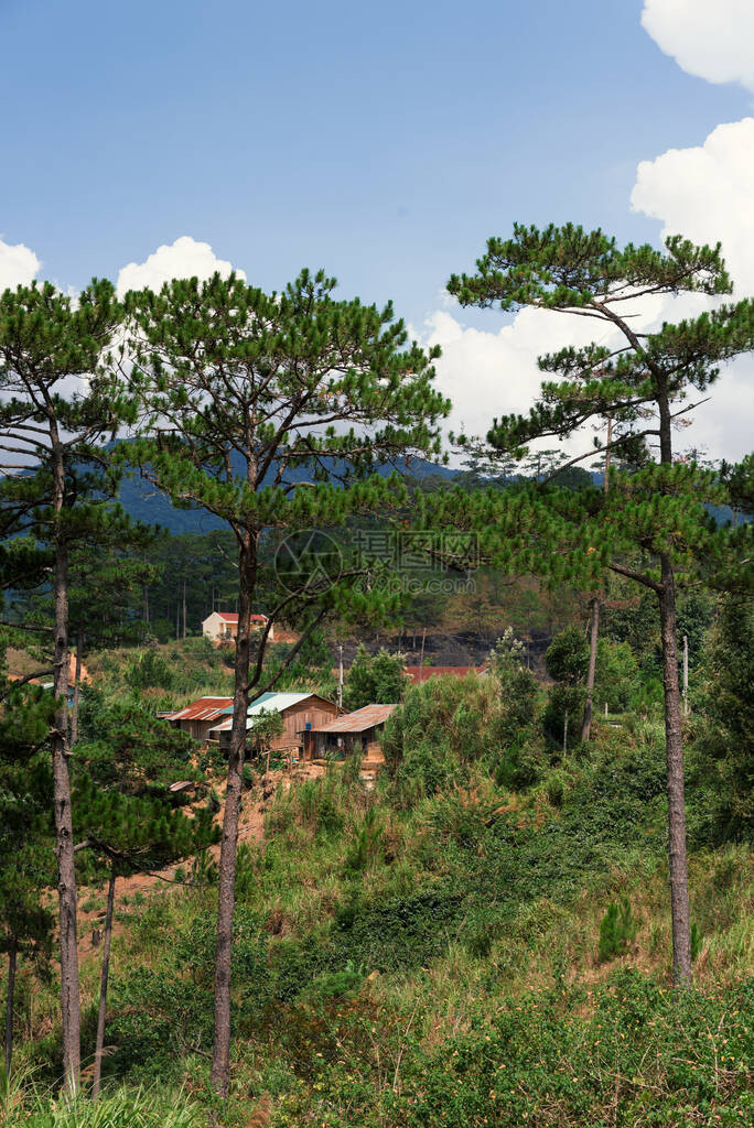 山坡边的松林和背景中的村庄图片