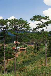 山坡边的松林和背景中的村庄图片