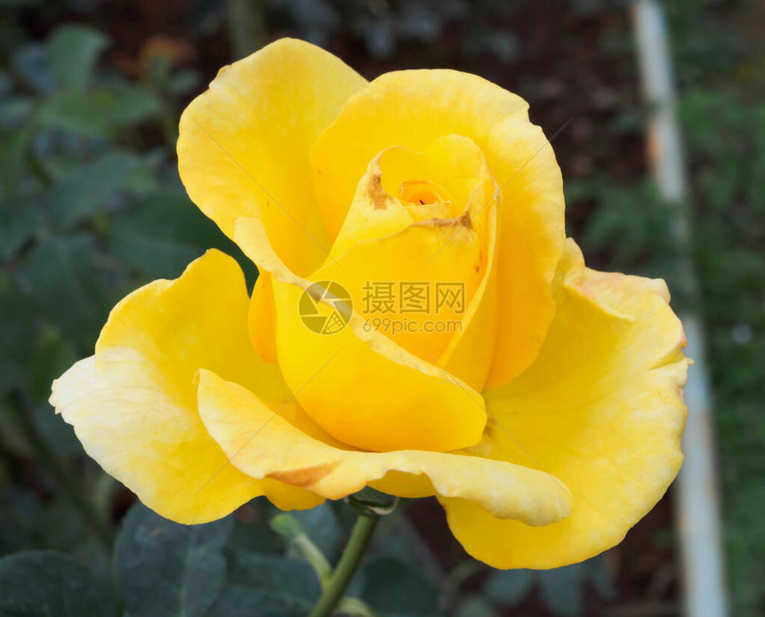 美丽的黄玫瑰花朵在图片