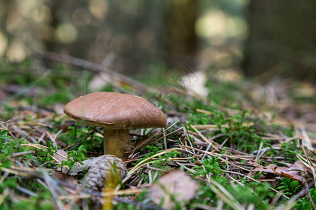 被苔藓包围的森林中的蘑菇图片