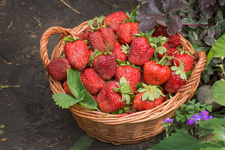 野草莓夏季食品生长在自然环境中的草莓草莓与叶子和图片