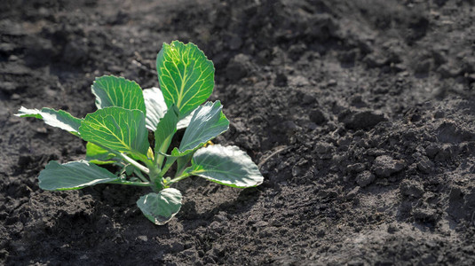 露天花园中不断增长的卷心菜黑地上的白色卷心菜灌木农业选择概念夏季背景图片