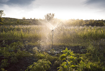 在阳光下的日落背景下的绿色花园中的灌溉系统图片