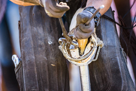 工作中的马蹄铁匠使用蹄铁匠钳锉刀和小刀修剪和塑造马图片