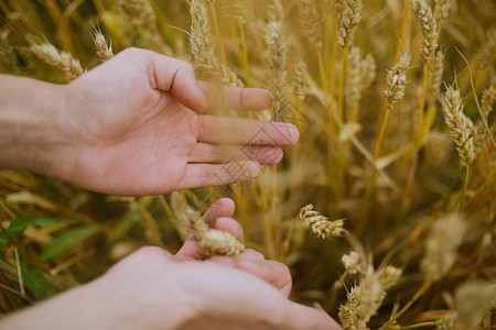雄性手握着小麦田里的金麦,男人的手图片