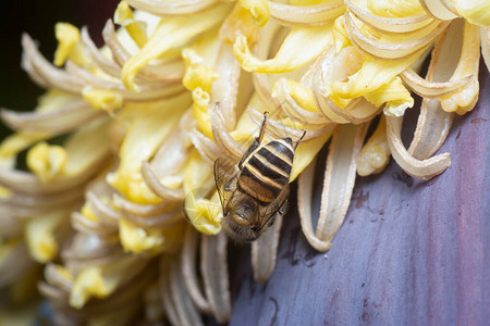 蜜蜂栖息在香蕉花上图片