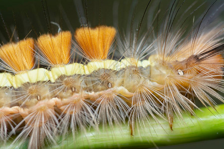 草蛉毛虫的解剖结构背景图片