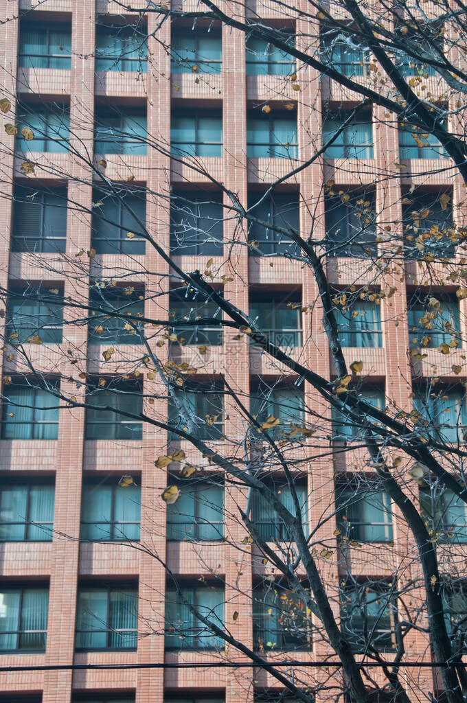 高层棕砖高层企业商务办公楼前有干叶树图片
