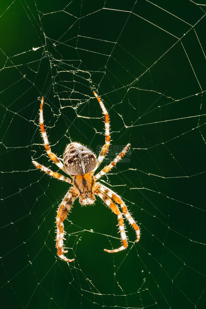 欧洲花园蜘蛛王冠蜘蛛橙子十字蜘蛛或加冕的天体织布工在其网中图片