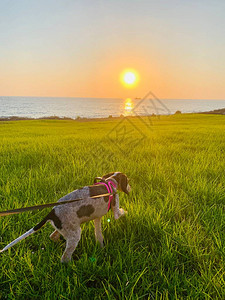 在海边草地上的狗身后落日图片