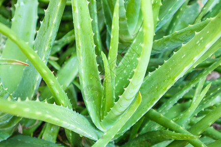 关闭AloeVera植物草药的绿叶图片