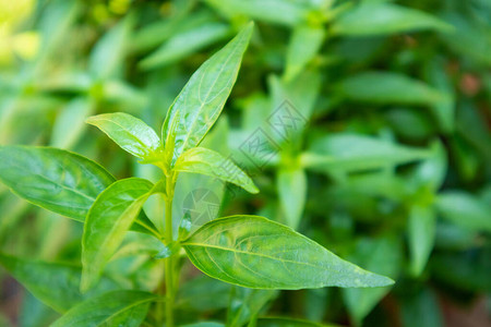 安德洛马西斯奥菲杜拉塔植物留下阿背景图片