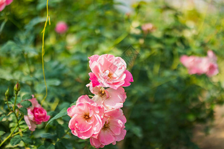 花园里美丽的粉红玫瑰花图片