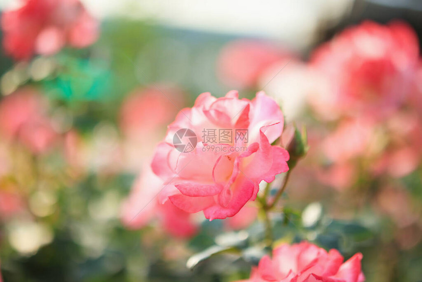 花园里美丽的粉红玫瑰花图片