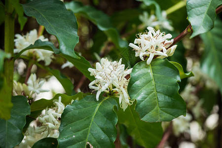 绿叶树林的白咖啡花图片