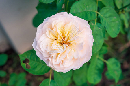 花园里美丽的玫瑰花图片