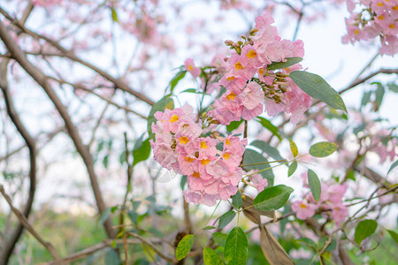 一束粉红色喇叭灌木开花树春天在绿叶树枝和树枝上开花图片