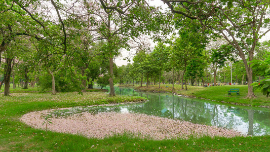 粉红喇叭树或塔贝布亚玫瑰花开落在湖水和绿草坪上图片