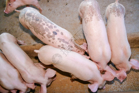 农村地区农场上许多小猪养殖有机农作图片