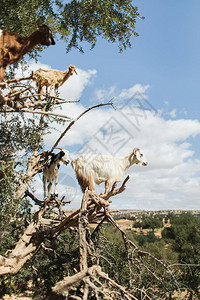 摩洛哥Essaouira的Argan树上的白山羊图片