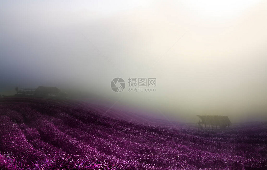 山顶有粉红色的花朵或薰衣草田图片