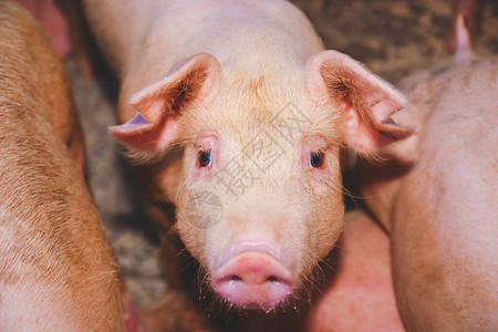 小猪饲养：农村可爱健康的圈养动物图片