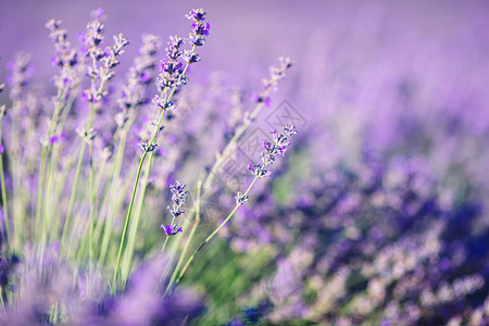 田地上美丽的紫衣图片