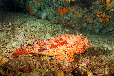 Telaica自然公园的红蝎子鱼Scorpaenaenas图片