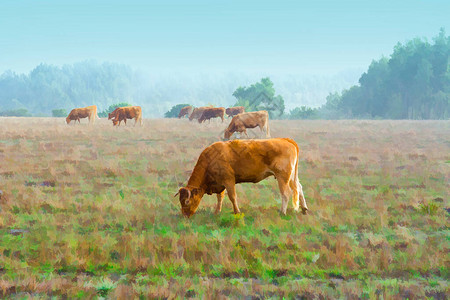 牛和公牛在葡萄牙Meadow图片