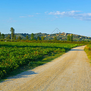 托斯卡纳景观与通往中世纪城市的肮脏道路意大利西红柿种植图片