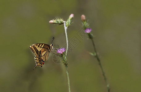 燕尾蝶Papiliomachaon图片