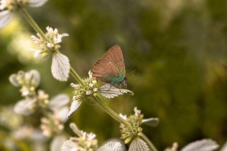 翡翠蝴蝶Callophrysrubi图片