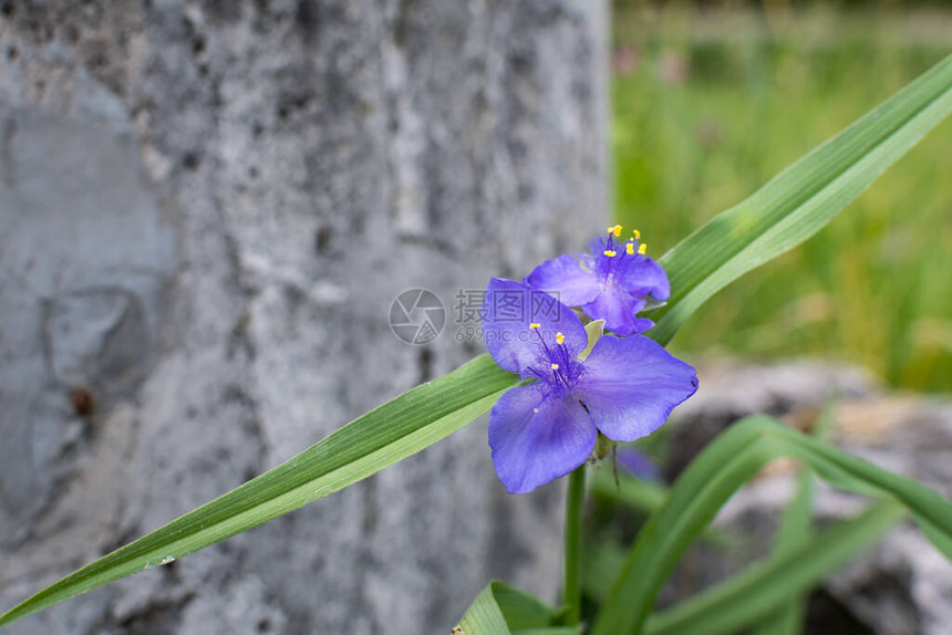 在阳光明媚的夏日花园里美丽的户外花岗背景中紧贴着小蓝色花朵和绿色叶子它们通常被称为维吉尼亚蜘蛛织图片